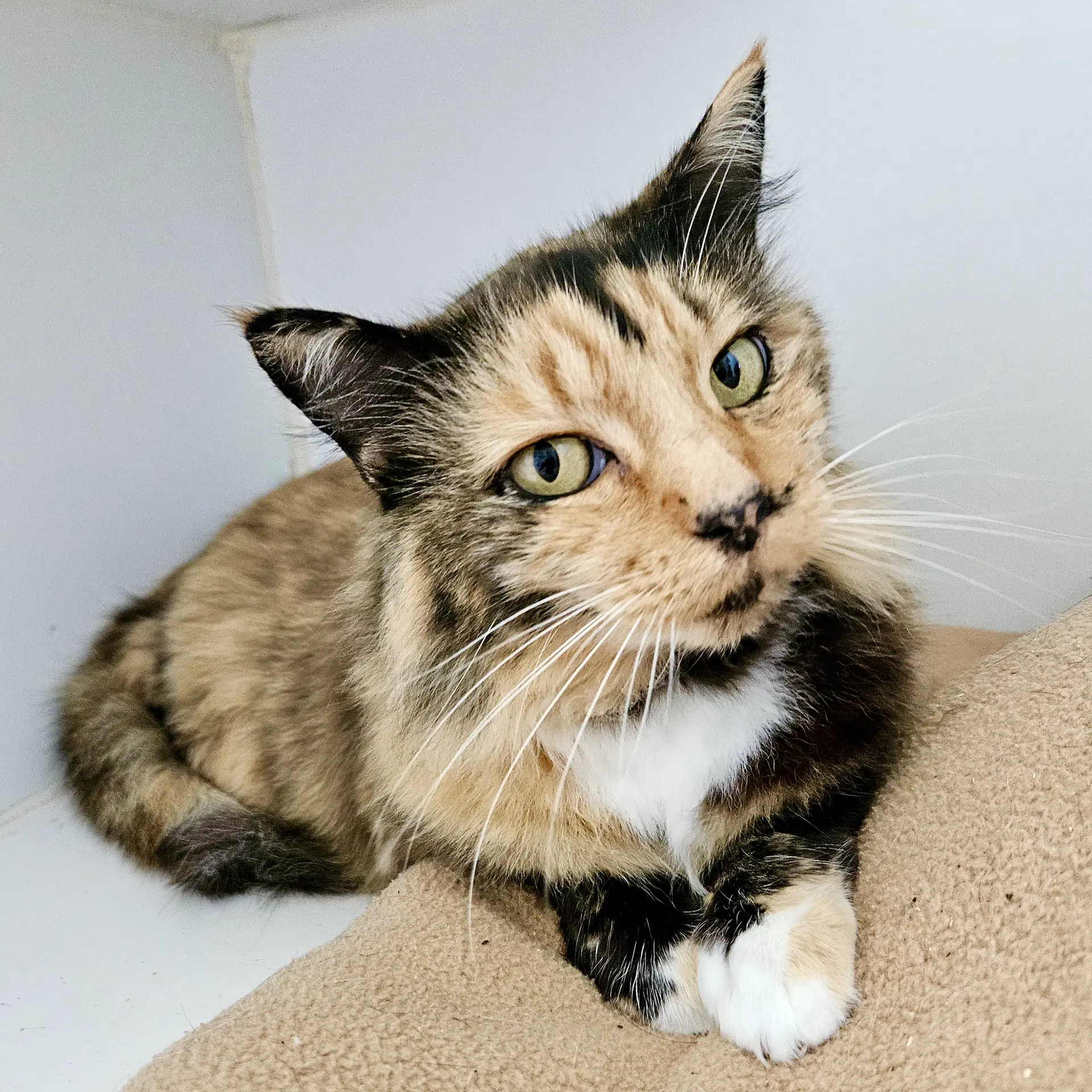 Emma Bonded W Sylvie - Domestic Short Hair