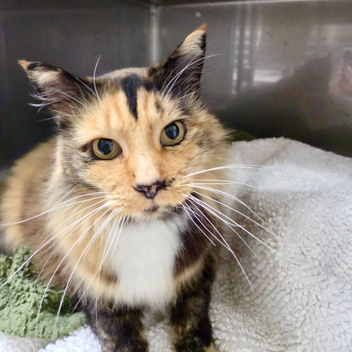 Emma (bonded w/ Sylvie), Domestic Short Hair / Mixed