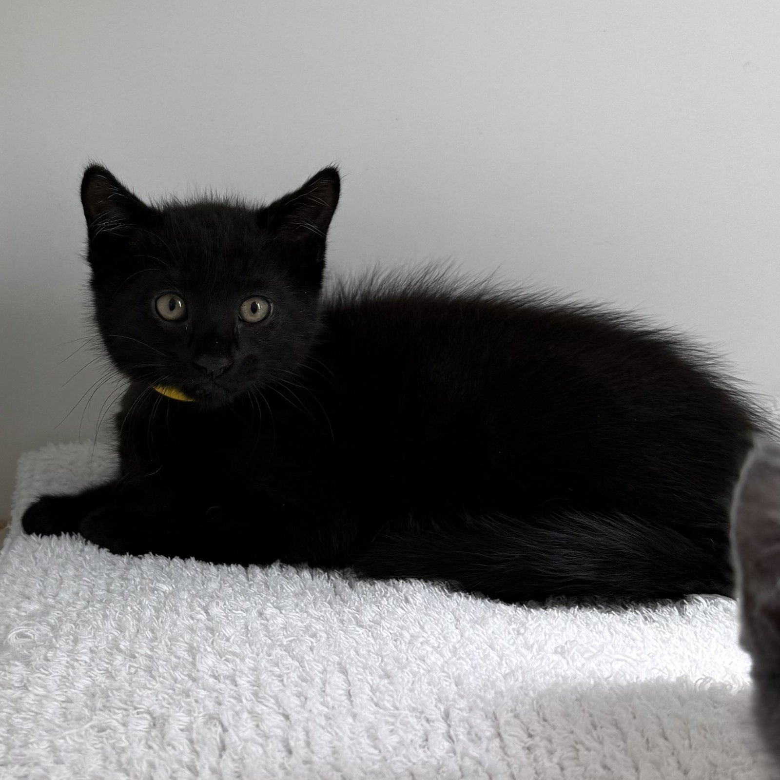 Sir Isaac Mewton