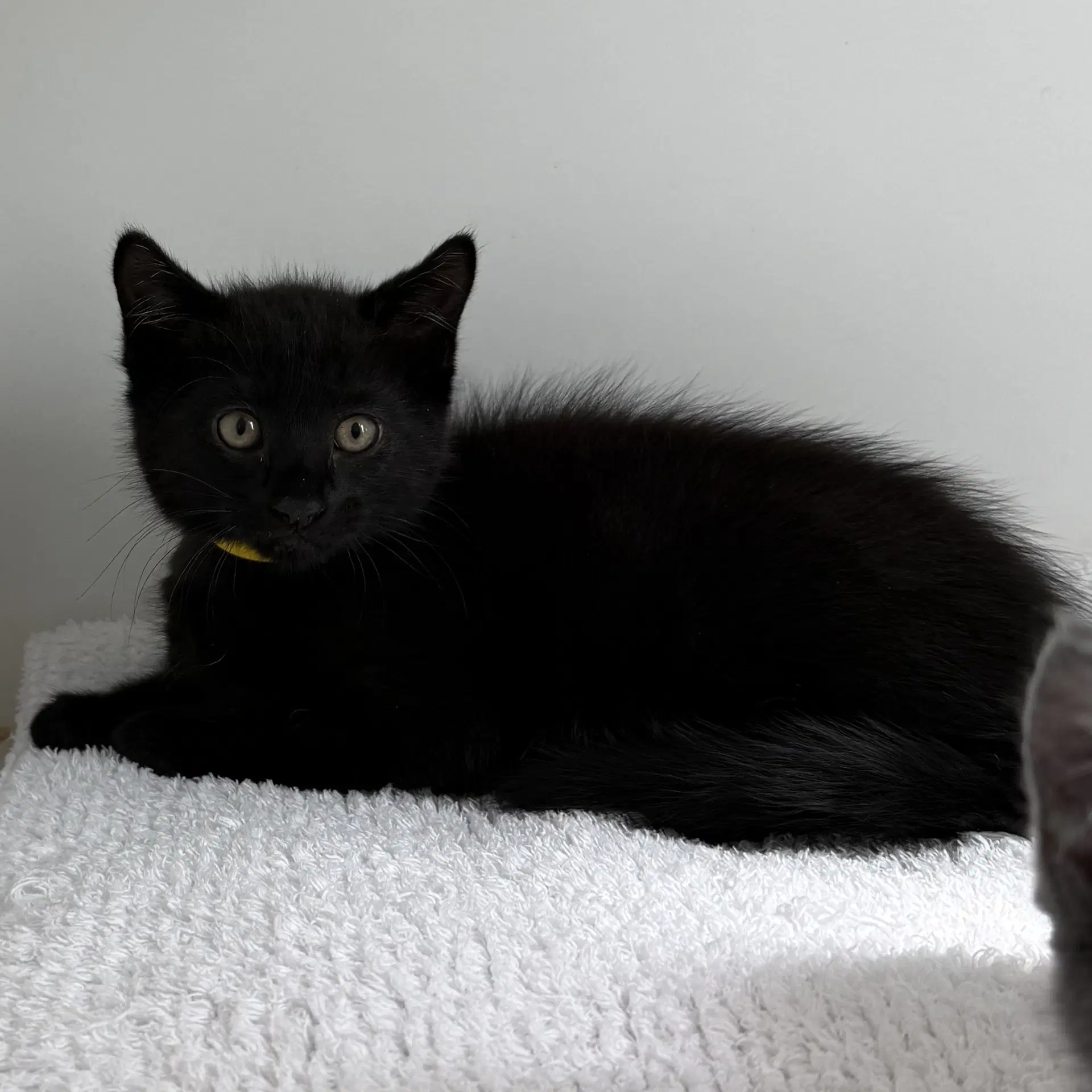 Sir Isaac Mewton - Domestic Short Hair