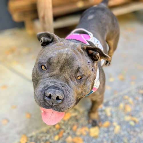 Abby, American Bulldog / Mixed
