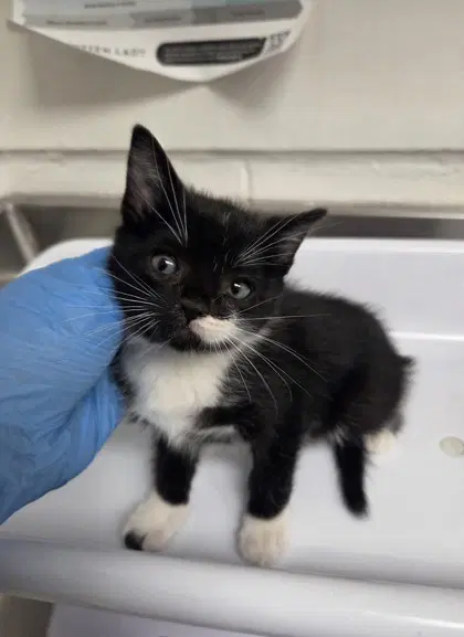 Patch Bonded With Gizmo - Domestic Short Hair