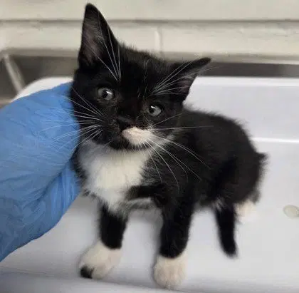 Patch Bonded With Gizmo - Domestic Short Hair