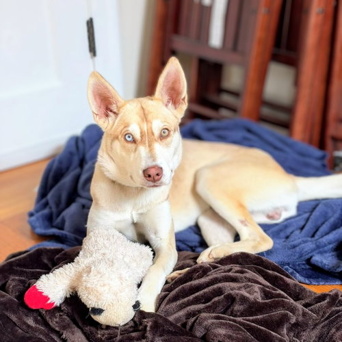 Blinker, a dog for adoption from Oakland Animal Services