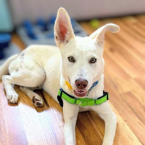 Muffler, Unknown breed