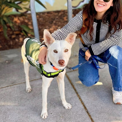Muffler, Unknown breed
