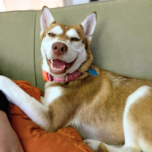 Brandy, Unknown breed