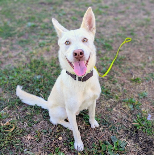 Bumper, a dog for adoption from Oakland Animal Services