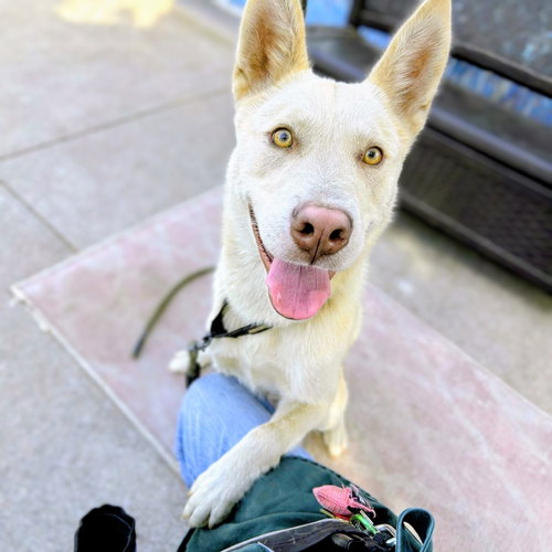 Bumper, Husky / Mixed
