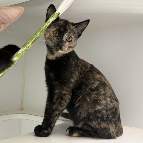 Mimi, a cat for adoption from Oakland Animal Services