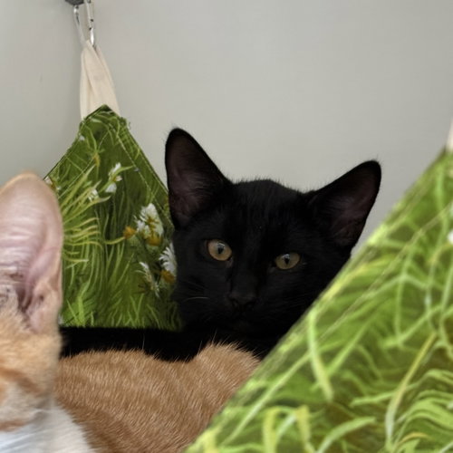 Magnet, a cat for adoption from Oakland Animal Services