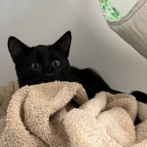 Mister, a cat for adoption from Oakland Animal Services