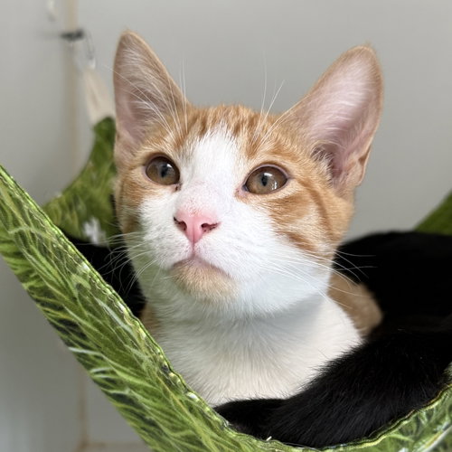 Margot, a cat for adoption from Oakland Animal Services