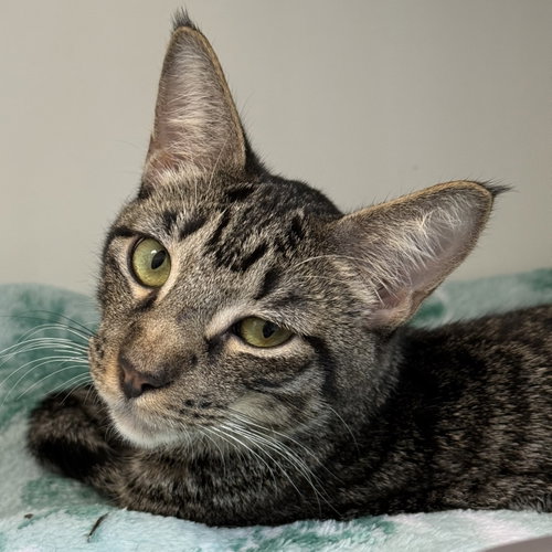 Julio, Domestic Short Hair / Mixed