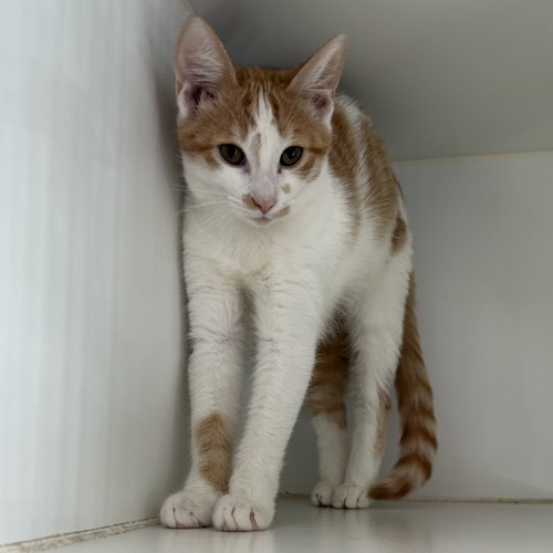 Mango, a cat for adoption from Oakland Animal Services