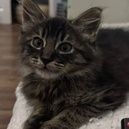 Chain Bonded W Link - Domestic Short Hair