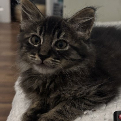 Chain (bonded w/ Link), Domestic Short Hair / Mixed