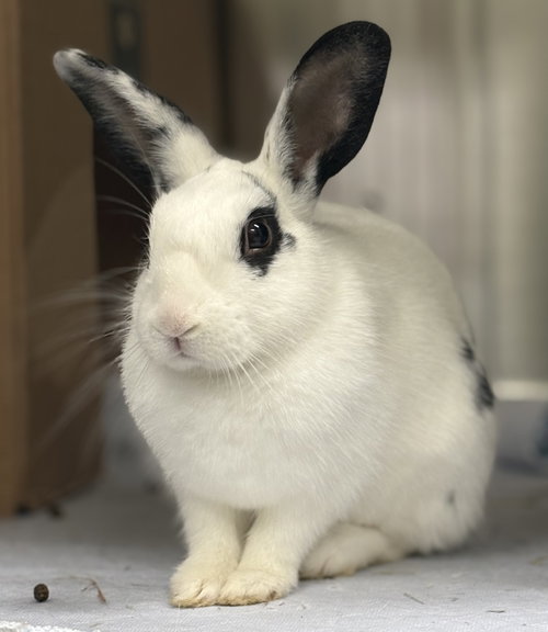 Kiev, a rabbit for adoption from Oakland Animal Services