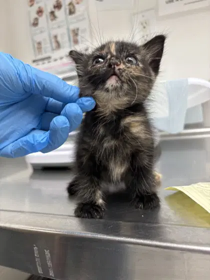 Gizmo Bonded With Patch - Domestic Short Hair