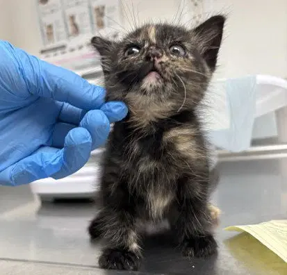 Gizmo Bonded With Patch - Domestic Short Hair