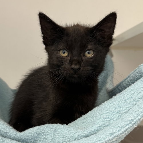 Fudge (bonded w/ Creme), a cat for adoption from Oakland Animal Services