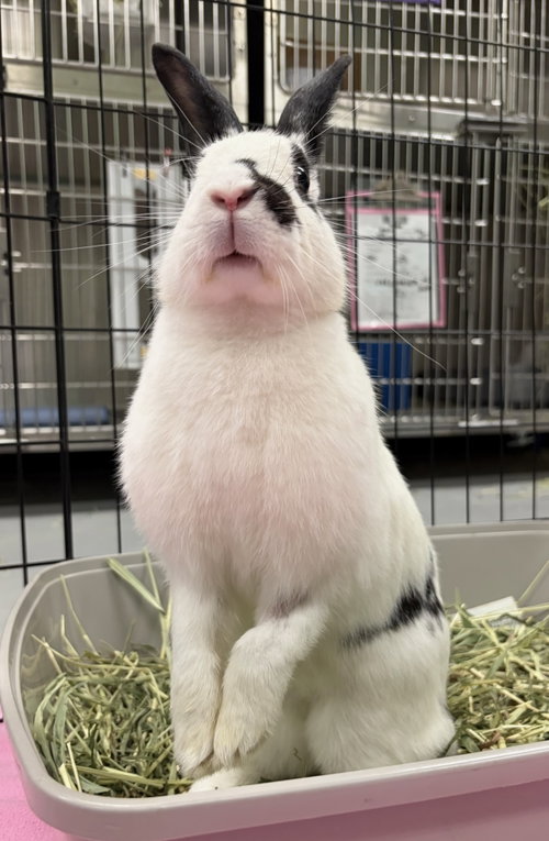 Antoine, a rabbit for adoption from Oakland Animal Services