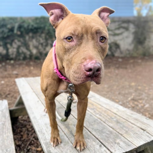 Harley, a dog for adoption from Oakland Animal Services