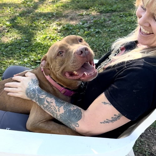 Harley, American Pit Bull Terrier / Mixed