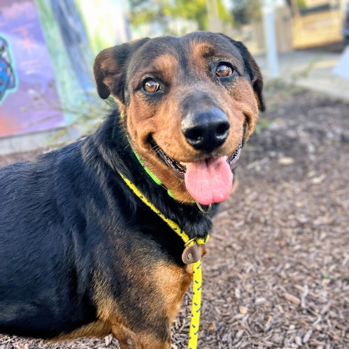 Elena, a dog for adoption from Oakland Animal Services