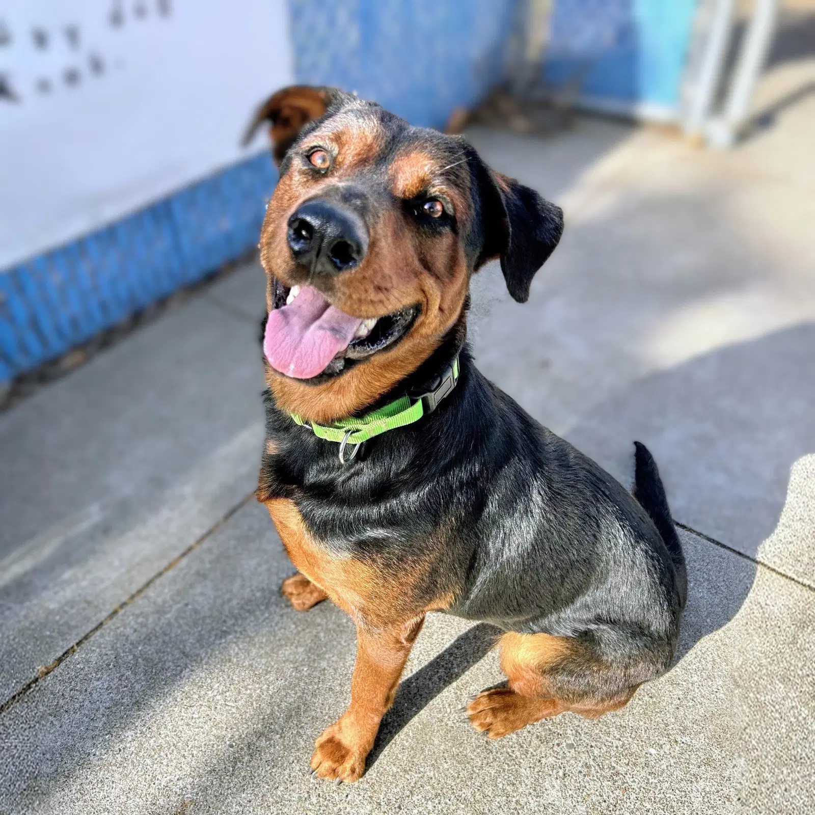 Elena - Rottweiler