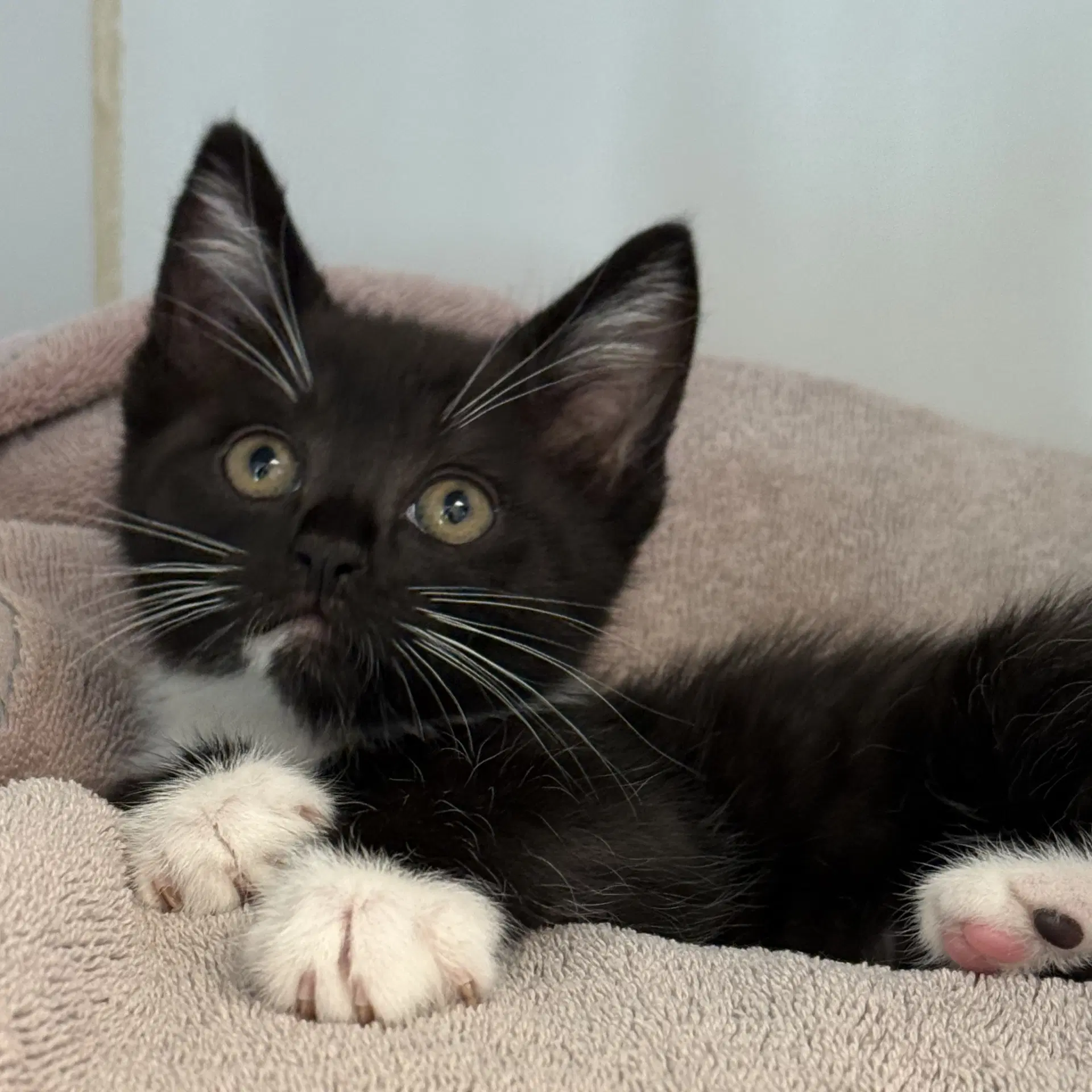 Raichu Bonded W Pichu - Domestic Short Hair