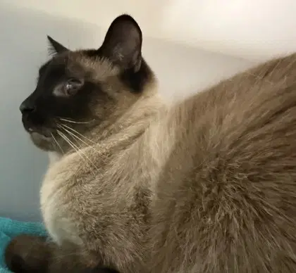 Draco Bonded W Luna - Siamese