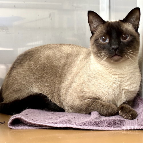 Draco (bonded w/ Luna), Siamese / Mixed