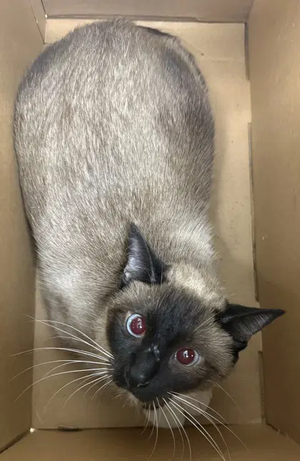 Luna Bonded W Draco - Siamese