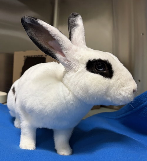 Henri, a rabbit for adoption from Oakland Animal Services