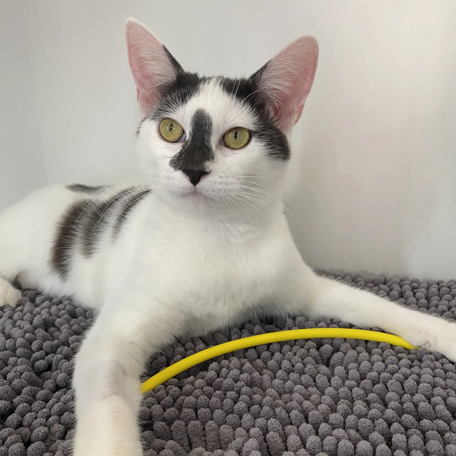 Haruna - Domestic Short Hair