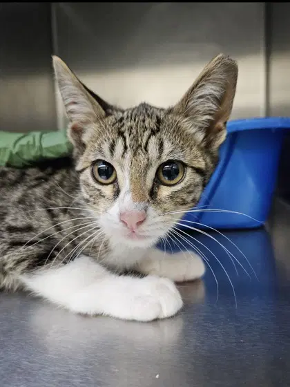 Dribble Bonded W Dunk - Domestic Short Hair