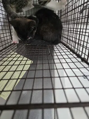 Dunk Bonded W Dribble - Domestic Short Hair