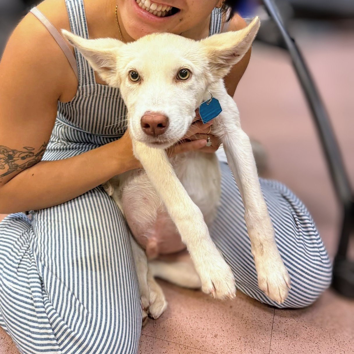 Burton, Mixed Breed