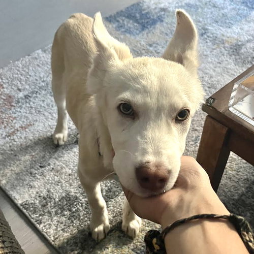 Burton, a dog for adoption from Oakland Animal Services