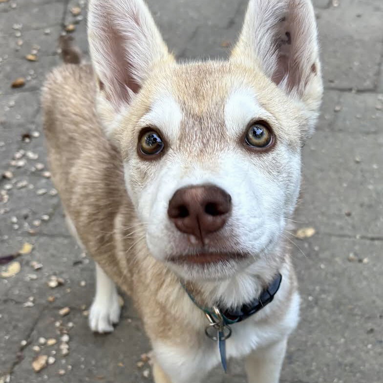 Thornton, Mixed Breed