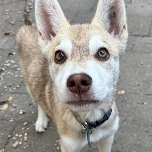 Thornton, a dog for adoption from Oakland Animal Services