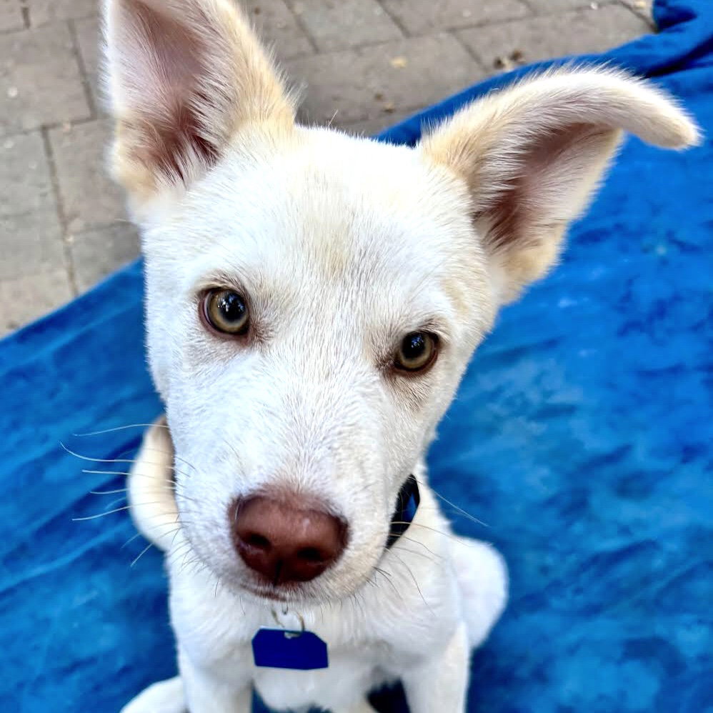 Hayes, Mixed Breed