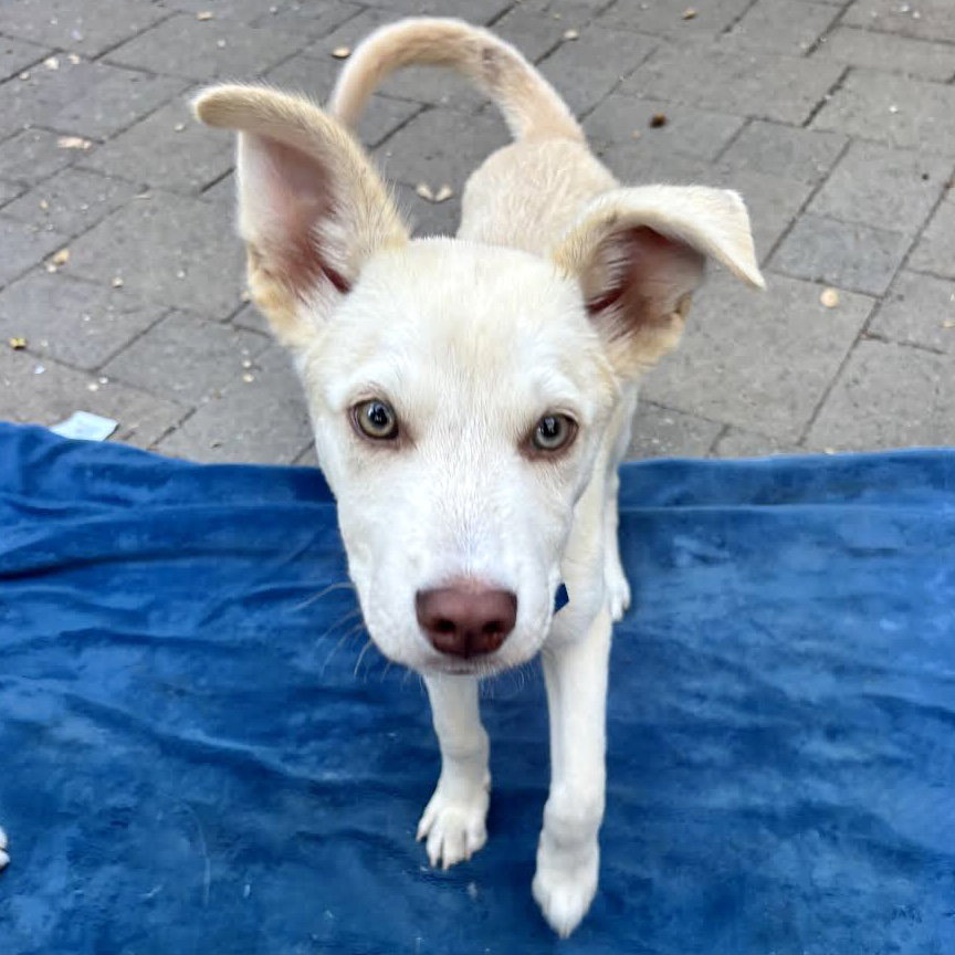 Stokes, Mixed Breed