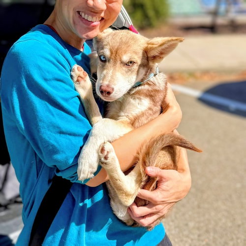 Gabby, a dog for adoption from Oakland Animal Services
