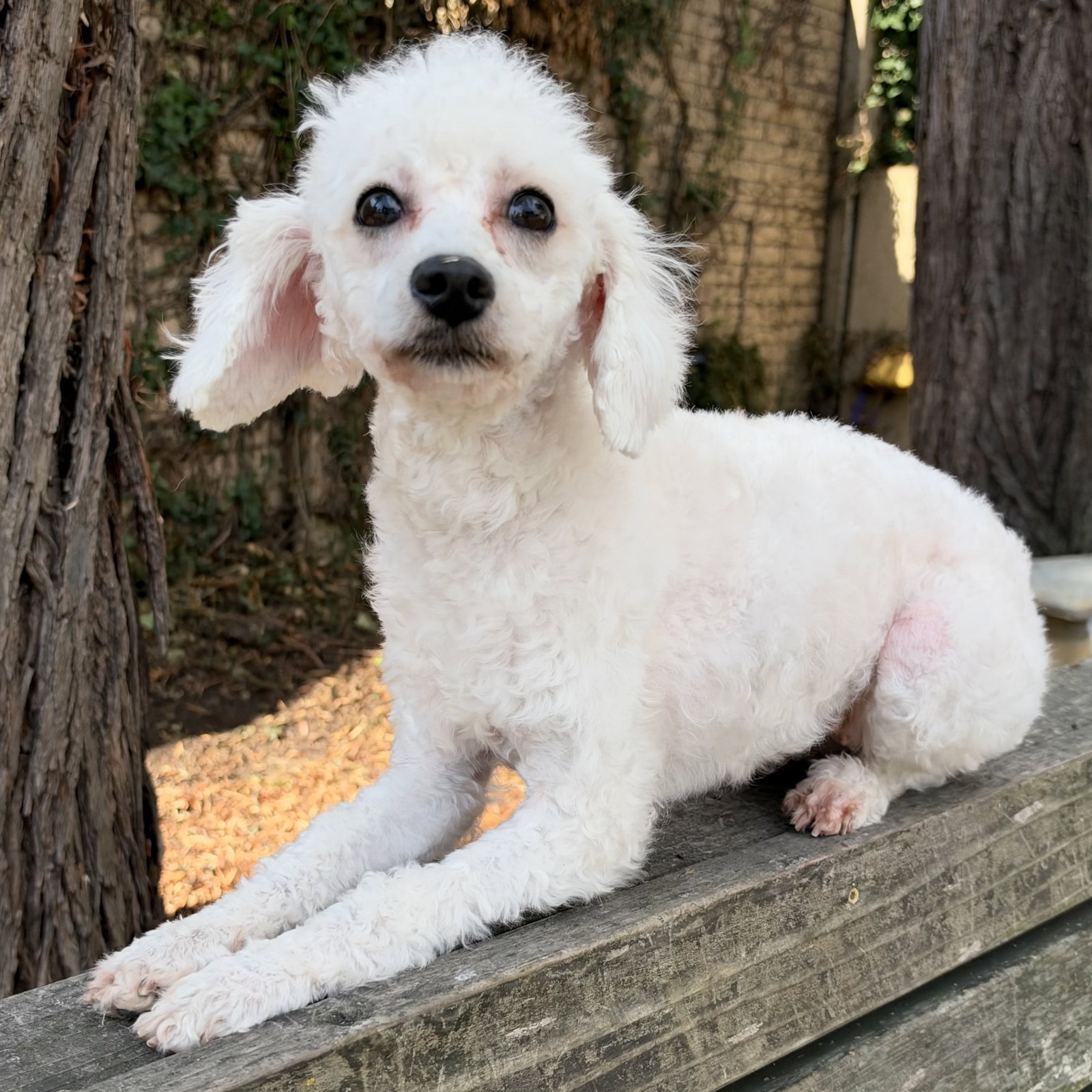 Flurry, Maltese