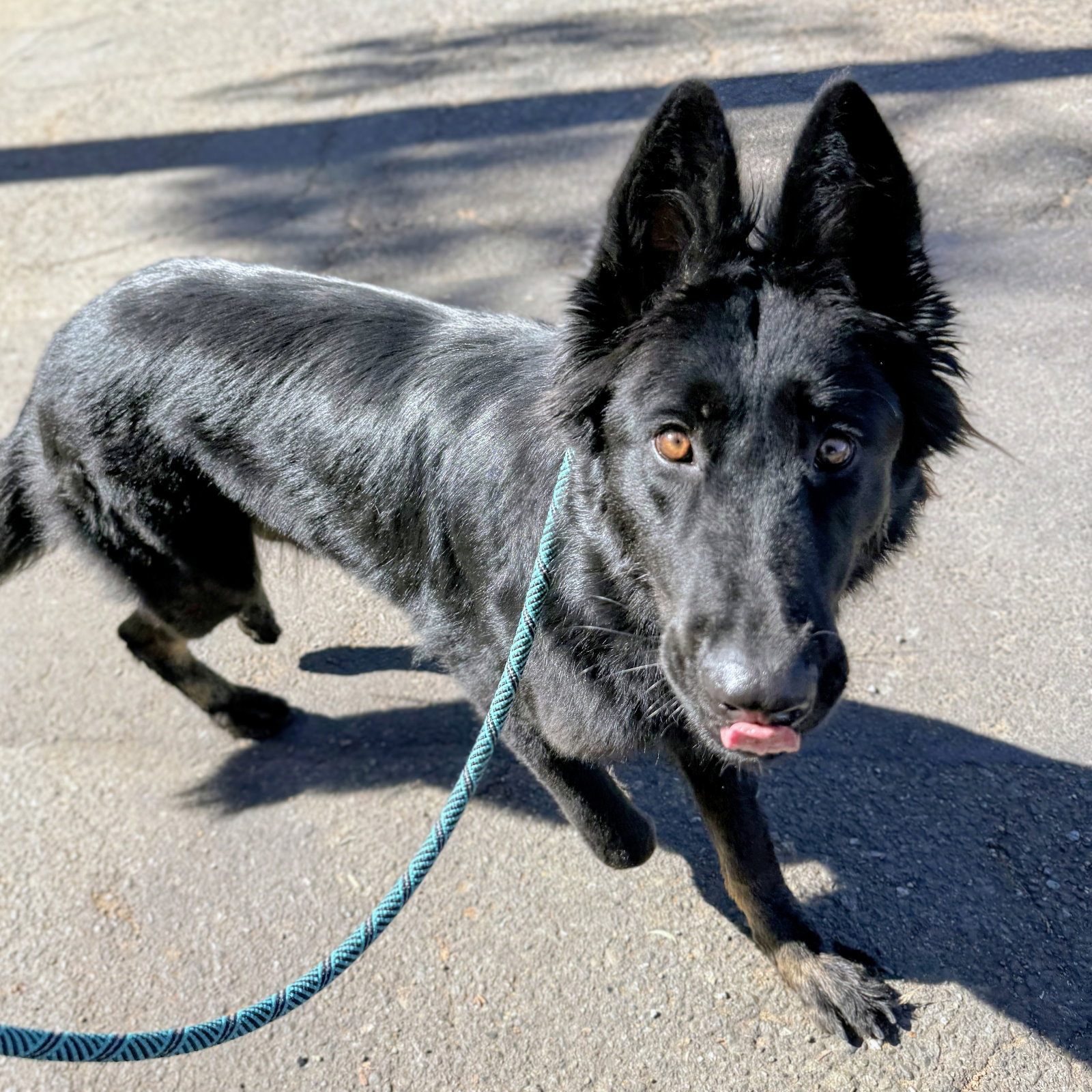 Esmeray, German Shepherd Dog
