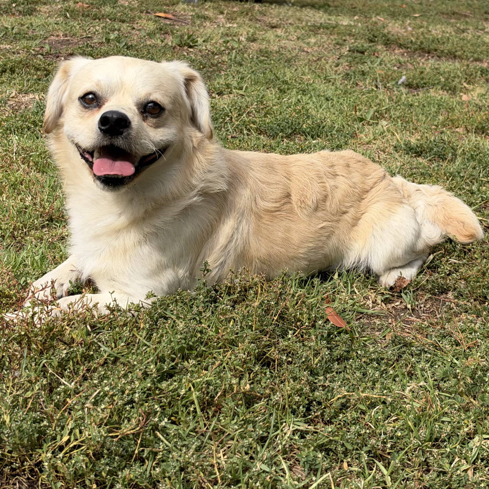 Clancy, Pekingese