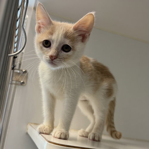 Creme (bonded w/ Fudge), a cat for adoption from Oakland Animal Services
