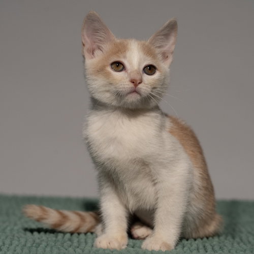Creme (bonded w/ Fudge), Domestic Short Hair / Mixed